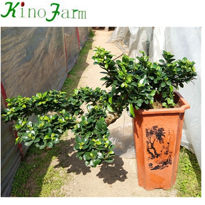 Natural Plant Ficus Microcarpa Water Shape Ficus Bonsai 