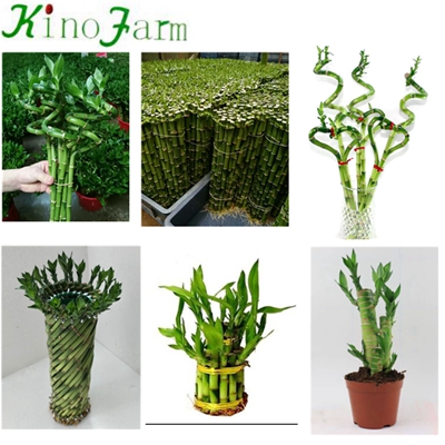 Indoor Plant لاكي بامبو Stalks