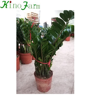 Natural Indoor Plant Zamioculcas Zamiifolia Engl