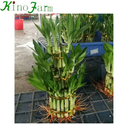Wholesale Water Bamboo Plant