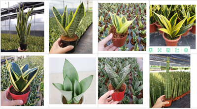 Hot Sell Indoor Sansevieria Snake Plant