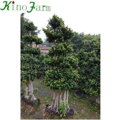 Outdoor Natural Plant Bonsai Ficus