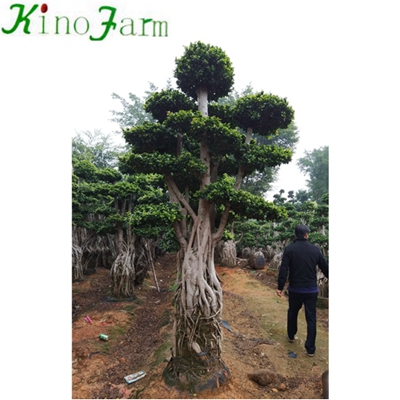 Outdoor Ficus Microcarpa Fig Bonsai
