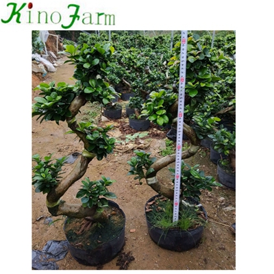 Natural Plant S Shape Ficus Bonsai