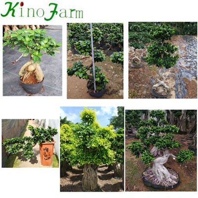 Natural Plant Ficus Microcarpa Water Shape Ficus Bonsai 