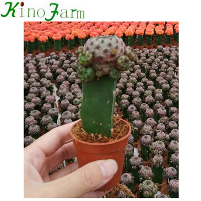 Natural Plant Flowering Grafted Cactus