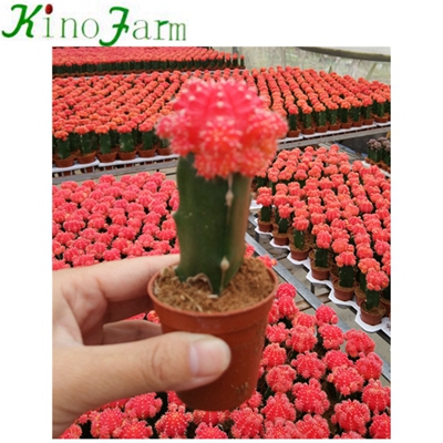 Natural Plant Flowering cactus plants