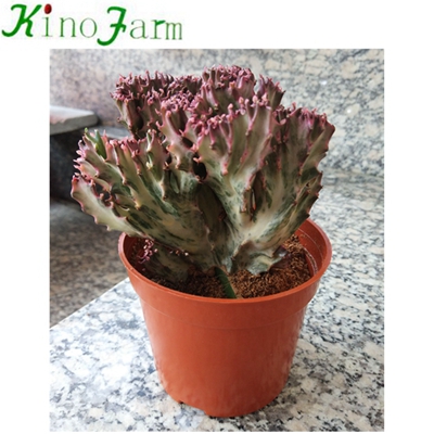 Nautual Plant Mini Cactus For Sale