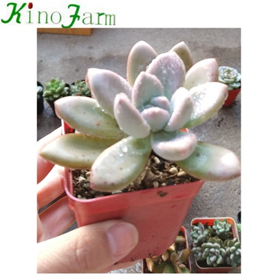 Natural Plant Indoor succulents for sale