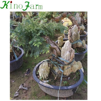 Indoor Plant Araucaria Heterophyll 