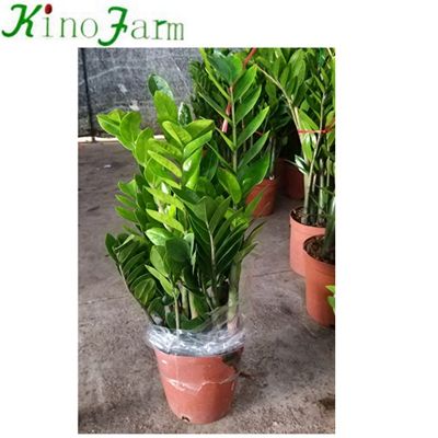 Natural Indoor Plant Zamioculcas Zamiifolia