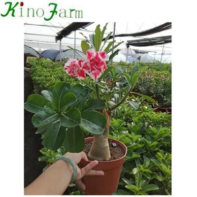 China Adenium Desert Rose For Sale