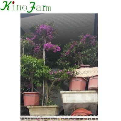zhangzhou bougainvillea plants