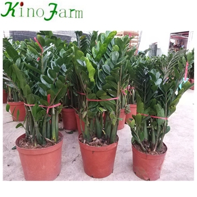 Indoor Plant Zamioculcas