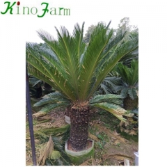 cycad king sago palm trees