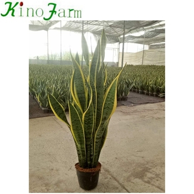 Large Tall Snake Plant