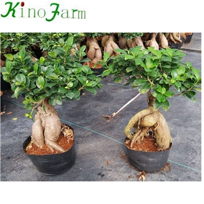 wholesale bonsai ficus