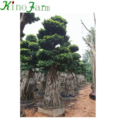 Natural Plant Bonsai Ficus