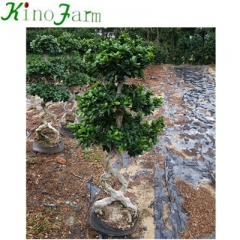 bonsai plant for sale