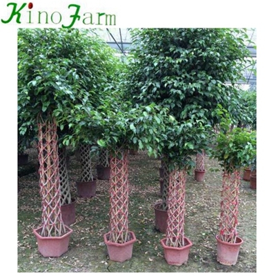 bonsai trees for sale online