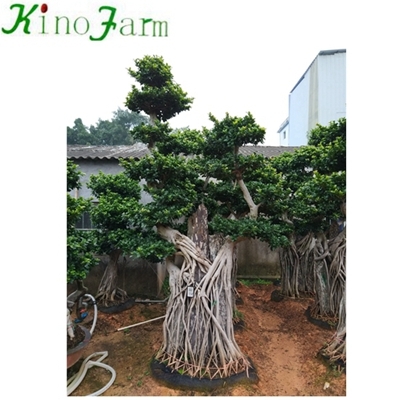 ficus microcarpa bonsai big tree