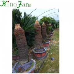 cycad king sago palm trees for sale