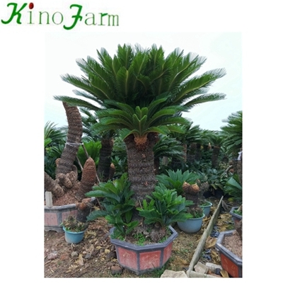 Natural Plant sago palm tree