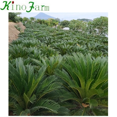 large sago palm