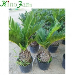 cycad king sago palm