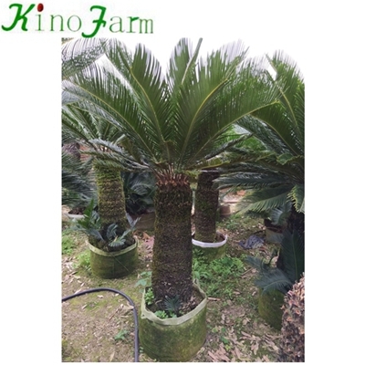 sago palm for sale