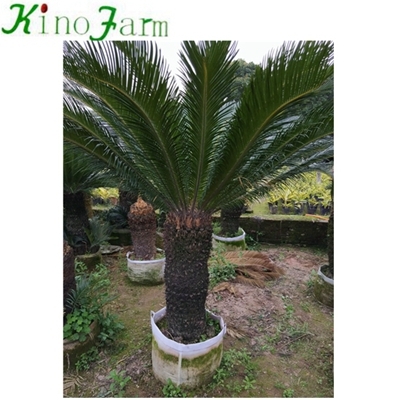 large sago palm