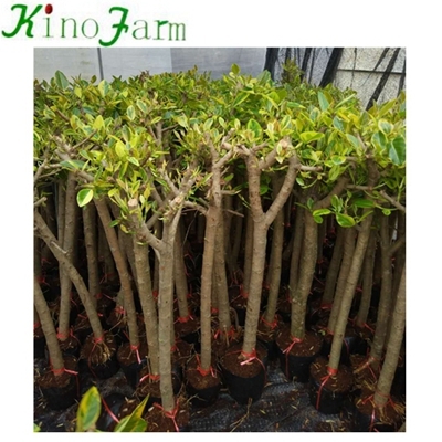 Ficus Benjamina houseplant