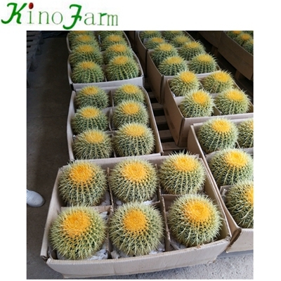 wholesale Natural Indoor Cactus