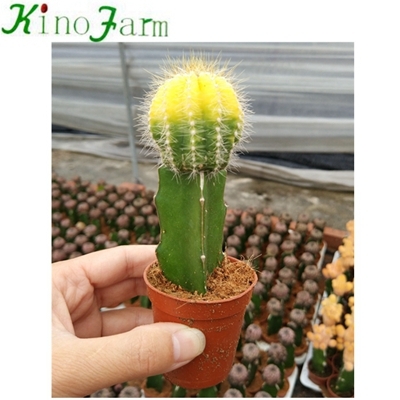 Cactus Nursery Mini Cactus