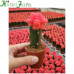 grafted cactus plants