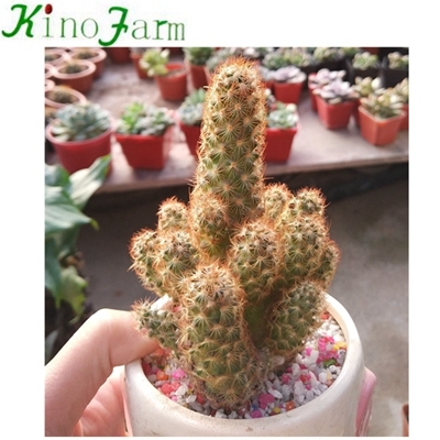 potted cactus Cactus
