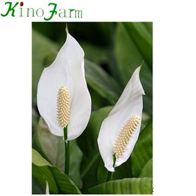 Indoor peace lily plant