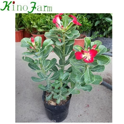 Natural Plant adenium desert rose
