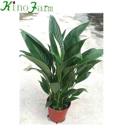 Spathiphyllum Plant Peace Lily Flower