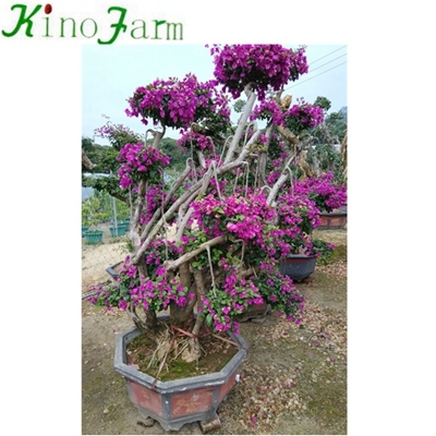 large bougainvillea plants for sale