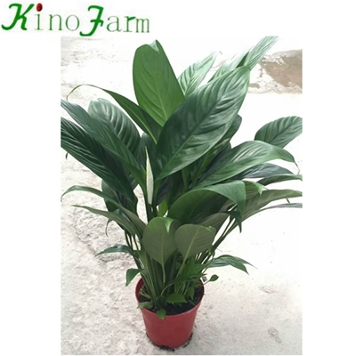 Spathiphyllum Plant Peace Lily