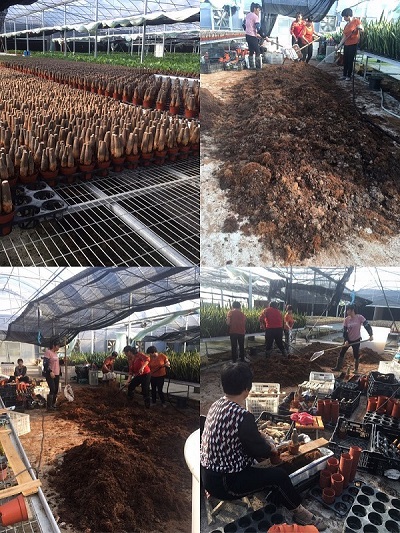 المال شجرة زرعت في وعاء